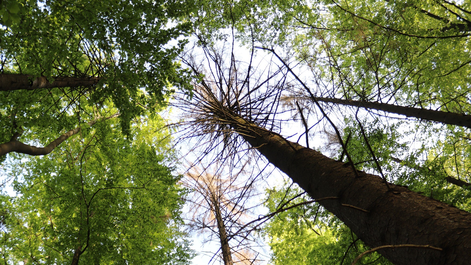 Österreich will Landschaftsräume restaurieren und Biodiversität steigern