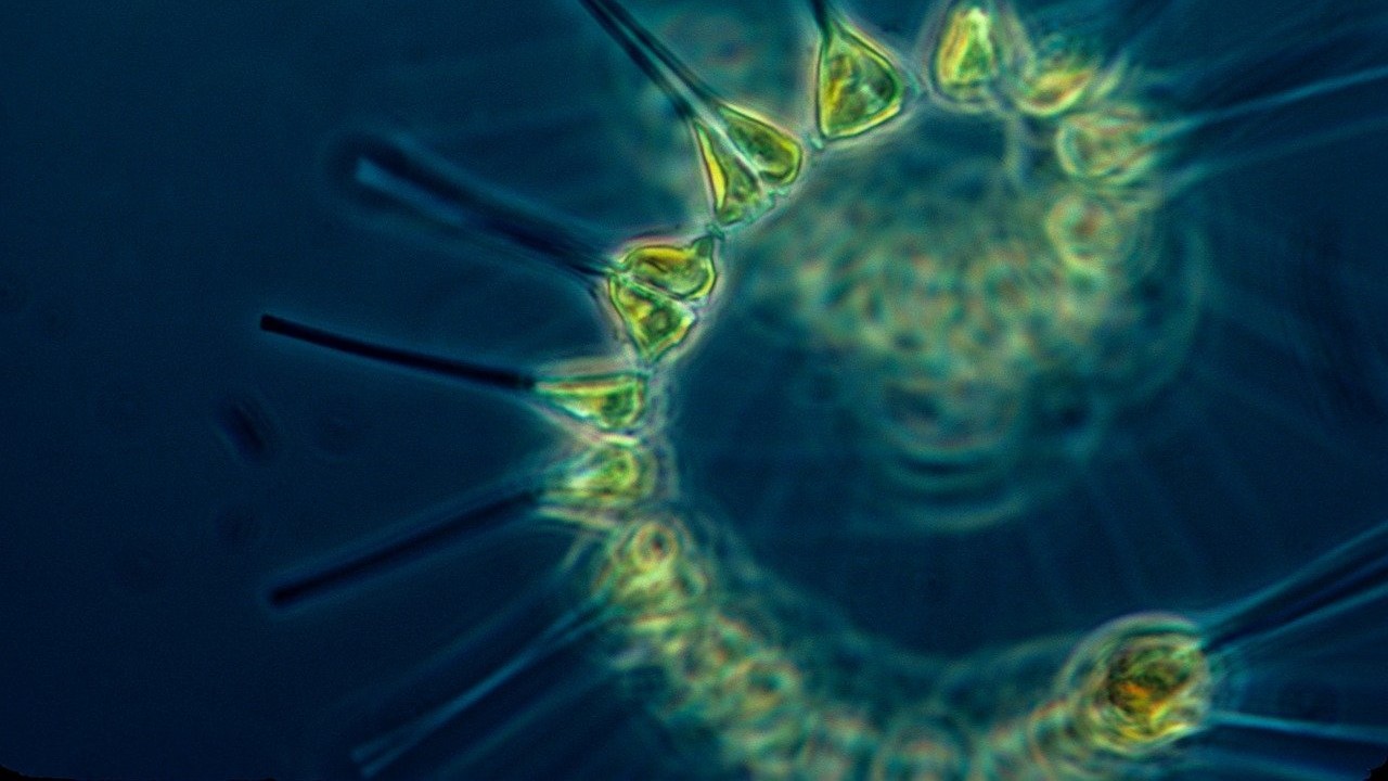 Erwärmung der Meere stört Kohlenstoff-Bindung durch Plankton