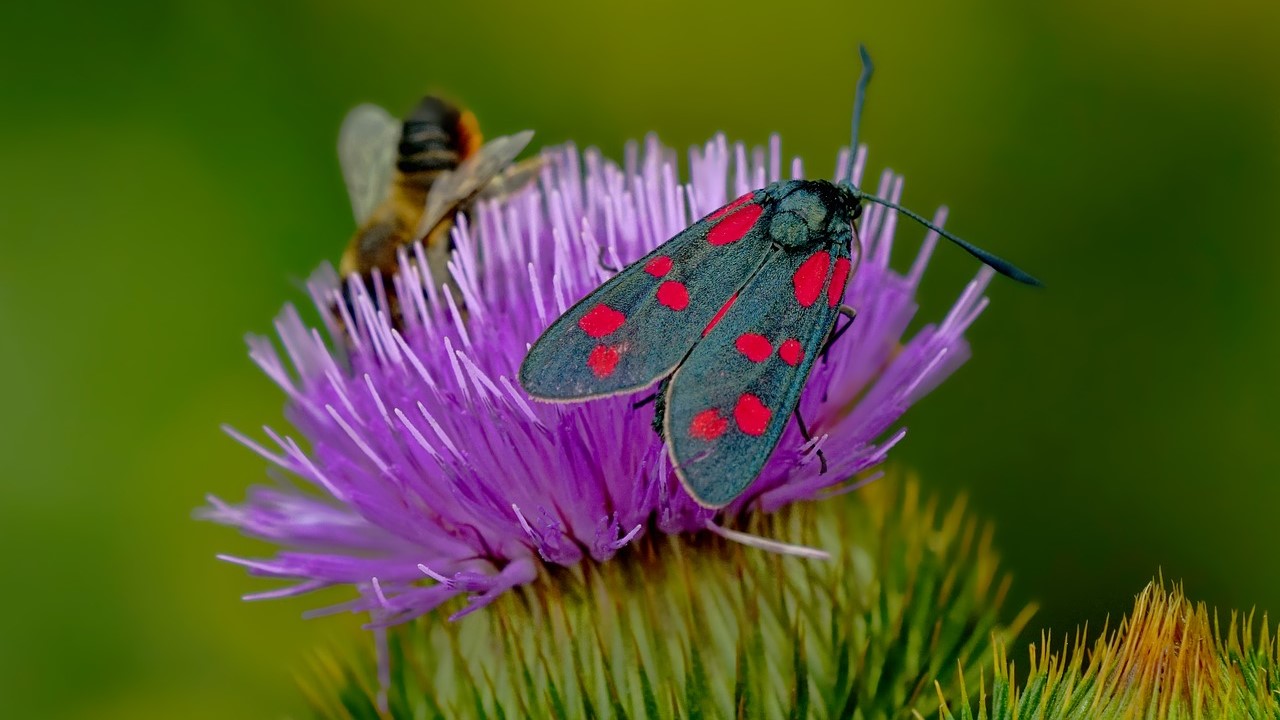 Droht eine Rückkopplung zwischen Insektensterben und Pflanzenwelt?