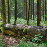 Insektensterben CO2