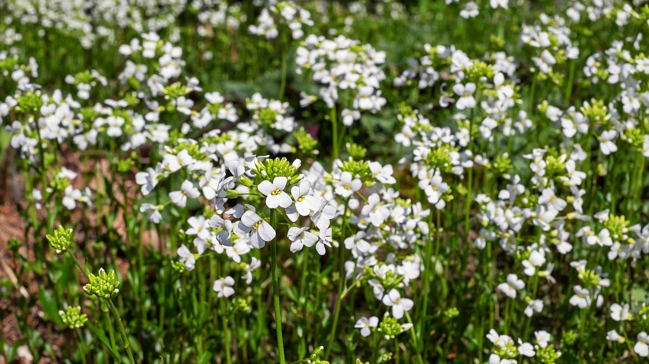 Seltene GänsekresseArten schützen sich in den Rheinauen womöglich