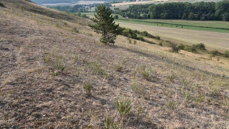 Erstmals Auswirkungen des Klimawandels auf Artenvielfalt von Trockenrasen nachgewiesen